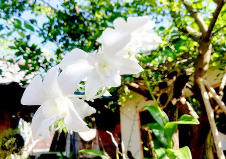 Small purple flower with bokeh backgroundの写真素材