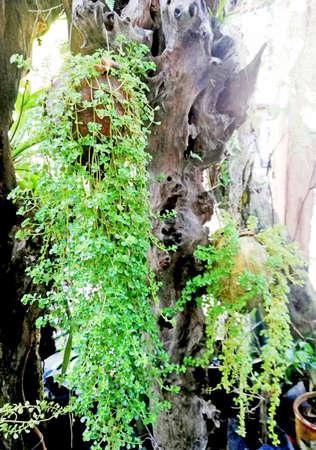 Green deco plant,hanging and growth on the natural coconut pot