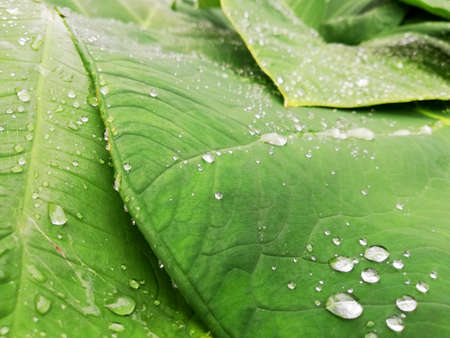 Waterdrops on taro leafs in close upの写真素材