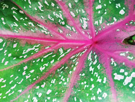 Close up and details of green leafsの写真素材