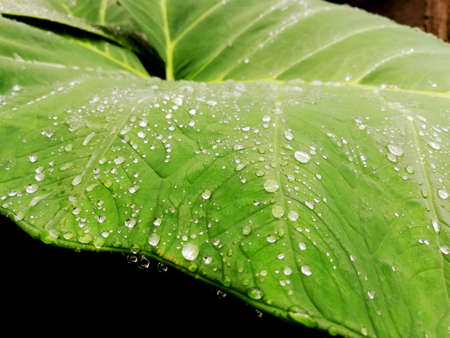 Waterdrops on taro leafs in close up