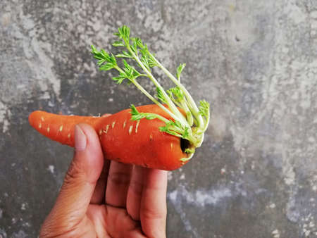 Growing carrots,placed on brown wooden backgroundの写真素材