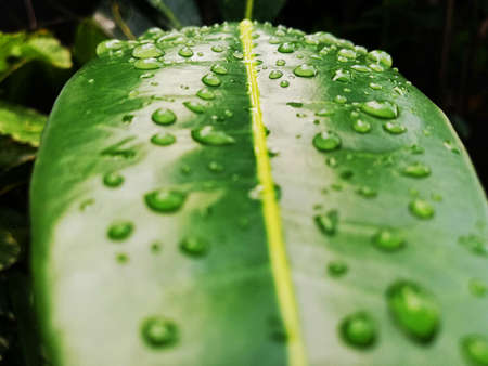 Rain water drops on green leafs
