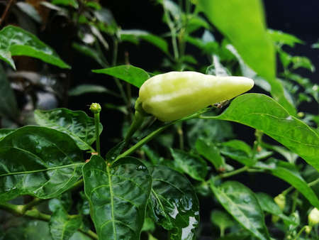 Green chili pepper growth fresh on the treeの写真素材