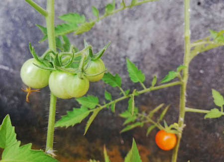 Close up of cherry tomatoes,growth on the tree