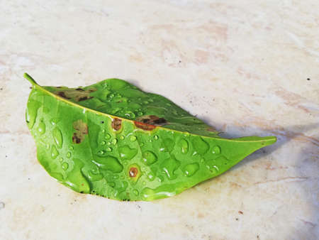 Rain water drops on green leafs