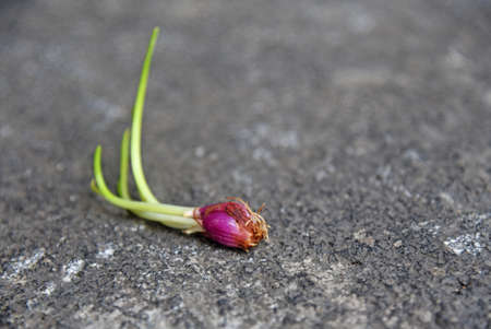 Fresh shallot shoots,placed on the nature stone background