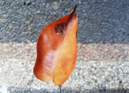 Close up and details of old leafs