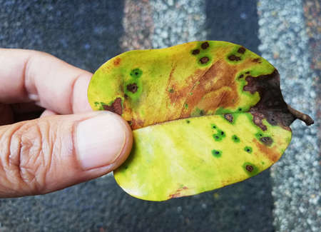 Close up and details of old leafs