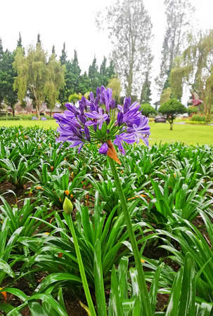 Beautiful small purple flower,growth fresh at the parkの写真素材
