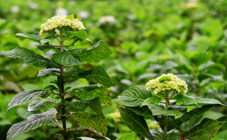 Beautiful Hortensia flower, growth fresh on the tree