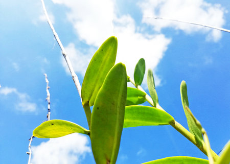 Orchids plant in close up against blue sky