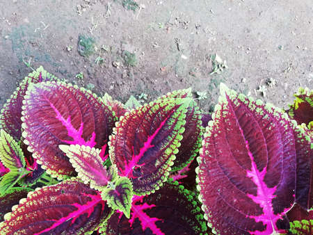 Colorful leafs in close up,natural background