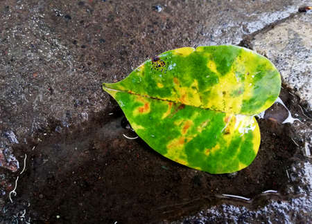 Natural leafs laying on the floor
