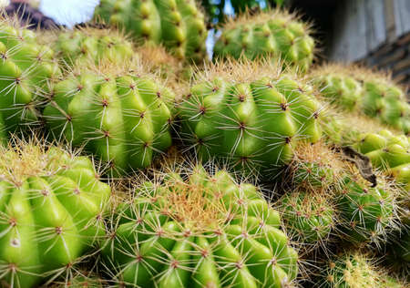Natural cactus plant in green color