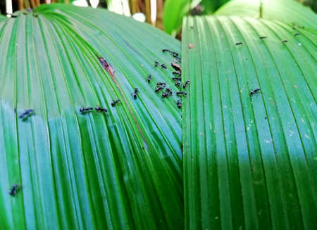 Green leafs with a groups of black antsの写真素材