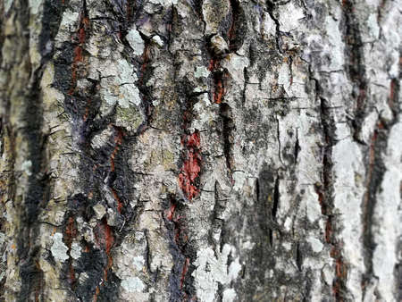 Old,weathered wood skin background in close up