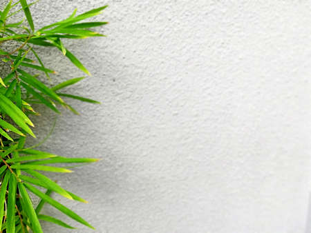 Bamboo tree growth fresh,on gray beton backgroundの写真素材