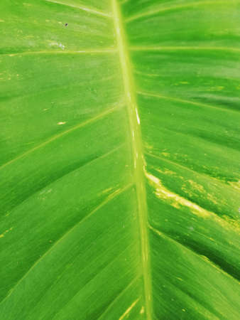 Close up of green leafs,growth fresh in the garden