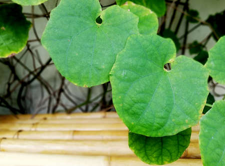 Close up of green leafs,growth fresh in the garden
