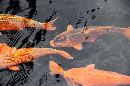 Group of orange,yellow,Koi Fish,swimming at the fish pondの写真素材