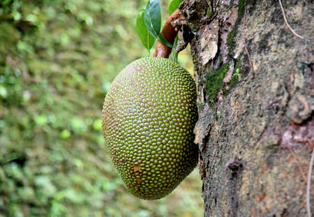 Close up skin fruit background names Jack Fruit,in green color
