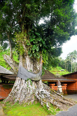 Big Banyan tree,with old root texture,growth in the temple area in Tampaksiring,Gianyar,Bali...