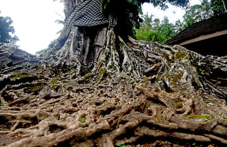 Big Banyan tree,with old root texture,growth in the temple area in Tampaksiring,Gianyar,Bali Indonesiaの写真素材