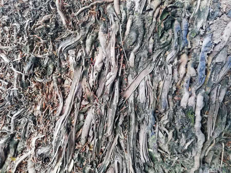 Close up of coconut tree root in brown color
