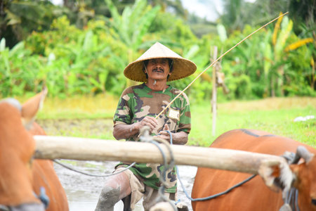 BALI,INDONESIA -AUGUST 25th 2022: Balinese farmer stand and working on the ricefield,with two red cows to prepare the field during day timeのeditorial素材