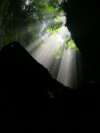Sun rays shining through the green leaves of a tree in a caveの写真素材