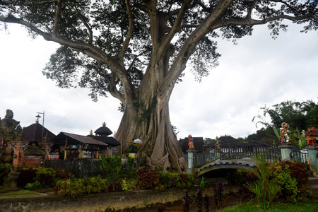 Big tree with large roots in the jungle, Bali, Indonesiaの写真素材