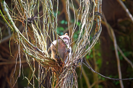 Long-tailed Macaque (Macaca fascicularis) on tree