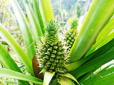 Fresh pineapple growth on the treeの写真素材