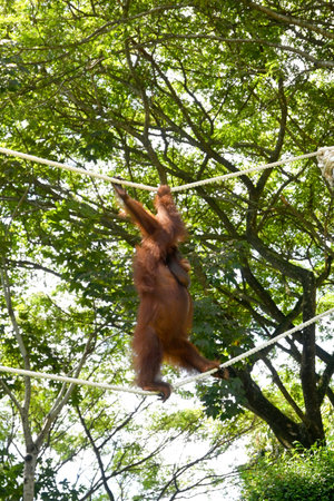 Close up of Orang Utan at the zoo parkの写真素材