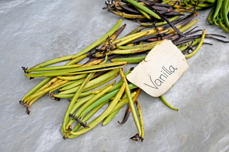 Vanilla spices on green color, in close up