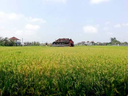 Rice field in Bali, Indonesia. Rice cultivation in Indonesia.の写真素材