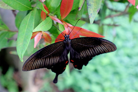 Butterfly on a leaf in the garden. (Papilio demoleus)の写真素材
