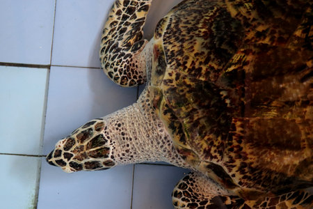 Close up of Sea Turtle, at the turtle conservationの写真素材