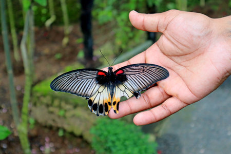 Butterfly in the hand of a man. Close up.の写真素材