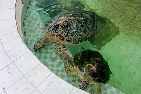 Close up of Sea Turtle, at the turtle conservationの写真素材