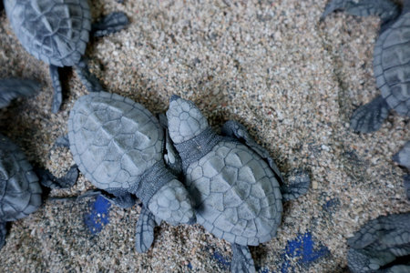 Baby sea turtles on the sand. Little baby turtles on the beach.の写真素材