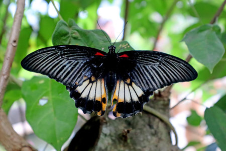 Colorful butterfly in close up, life at the farmの写真素材
