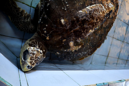 Tortoise close-up of the headの写真素材