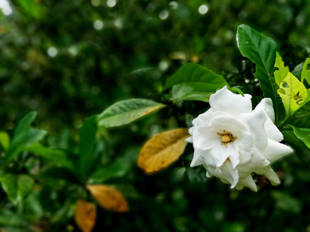 White jasmine flower in the garden. (Malaysia)の写真素材