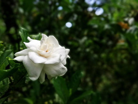 Gardenia jasminoides,Gardenia speciosaの写真素材