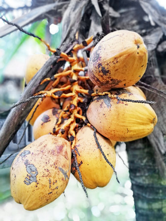 Coconut fruit on tree in the garden. Natural background.の写真素材