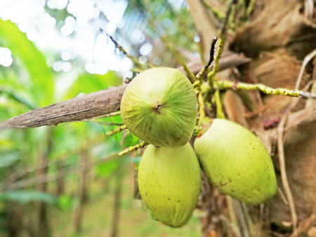 Coconut fruit on tree in the garden. Natural background.の写真素材