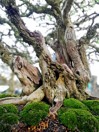 Bonsai tree in details and close upの写真素材