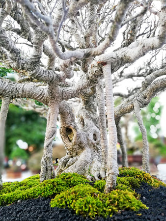 Bonsai tree in details and close upの写真素材